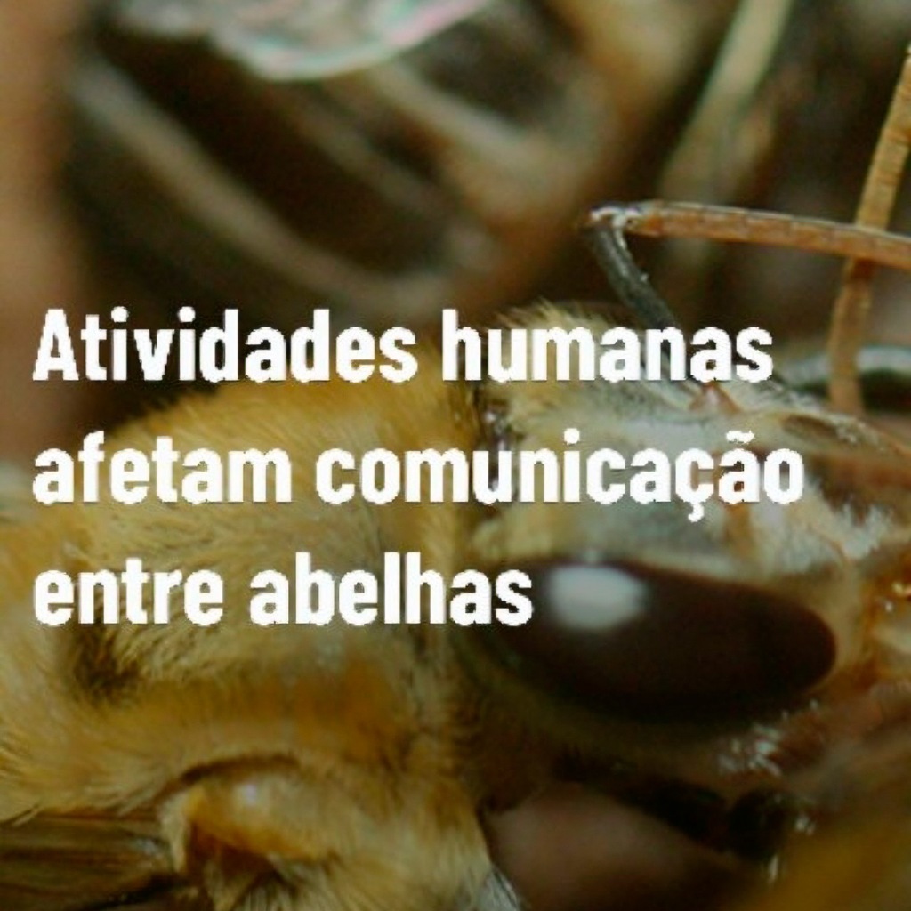 Vídeo – Instagram